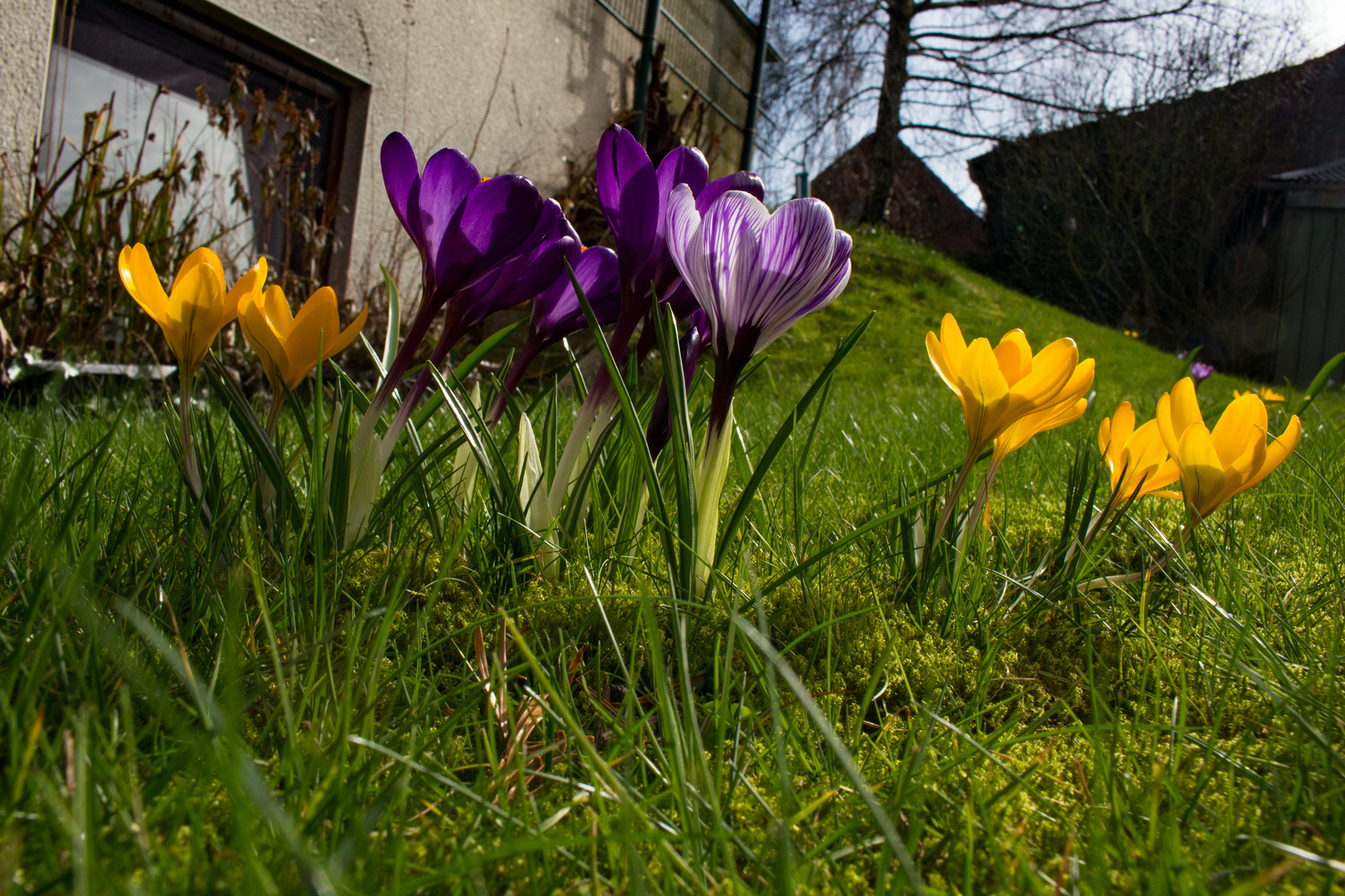 Crocus on a lawn II