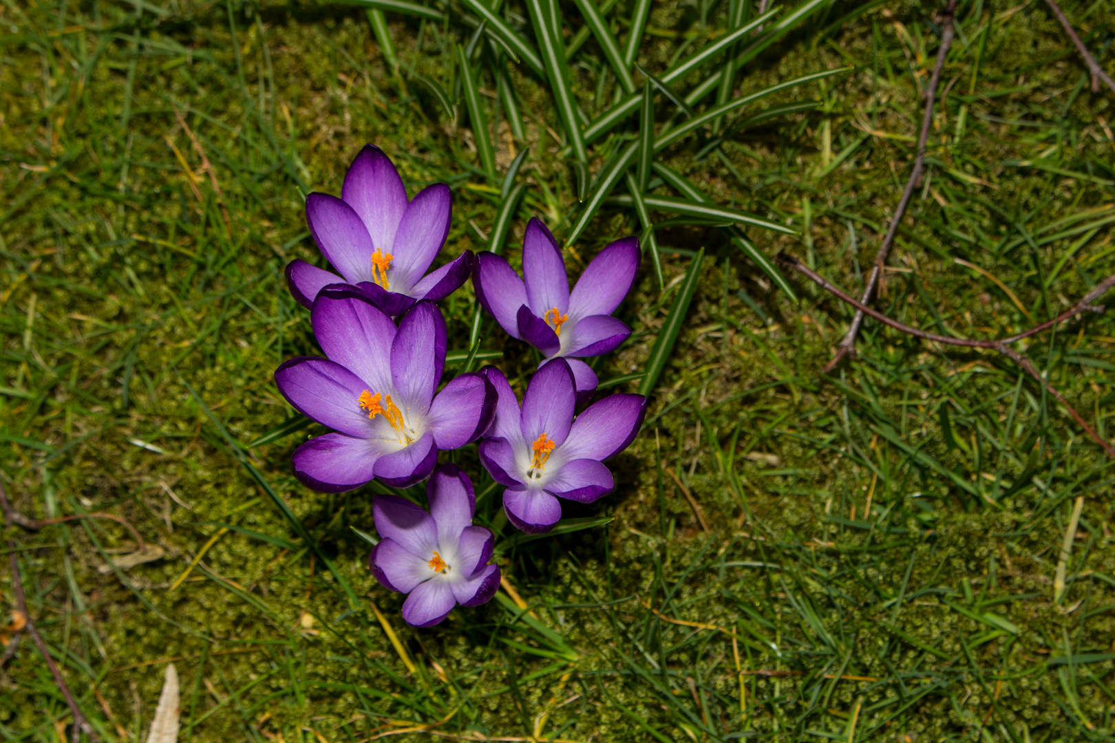 Crocus on a lawn III