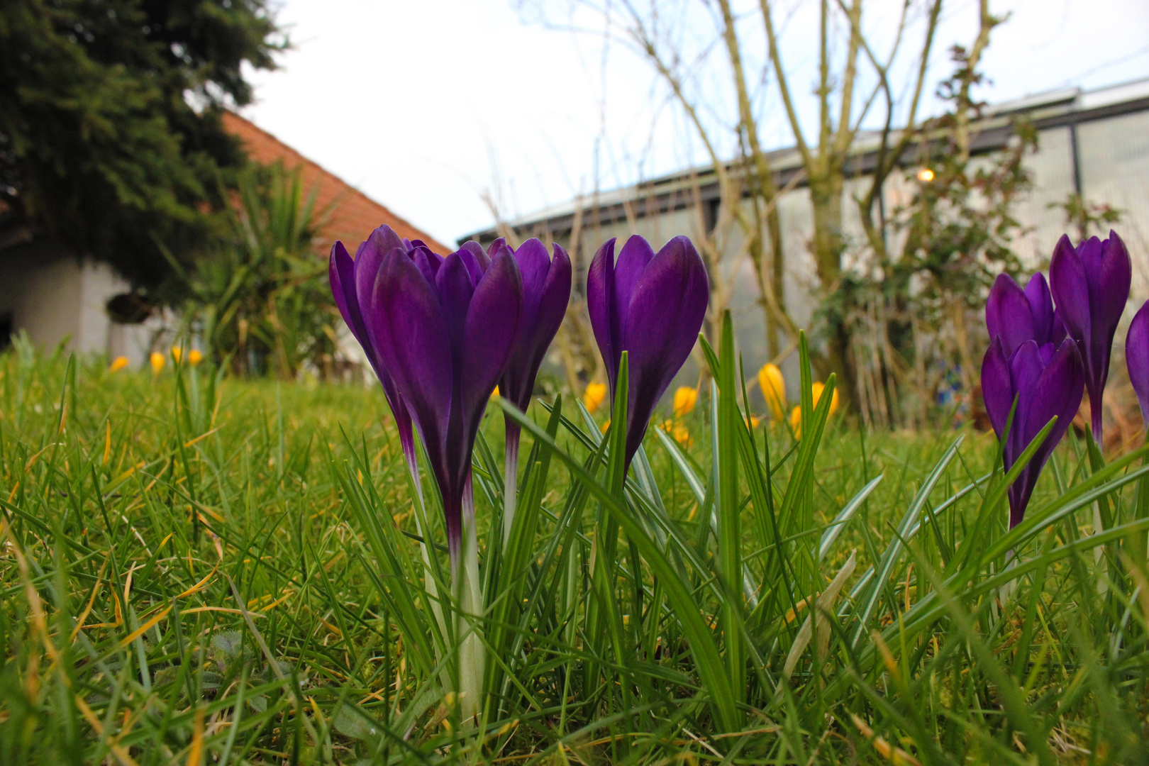 Crocus on a lawn IV