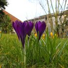 Crocus on a lawn IV