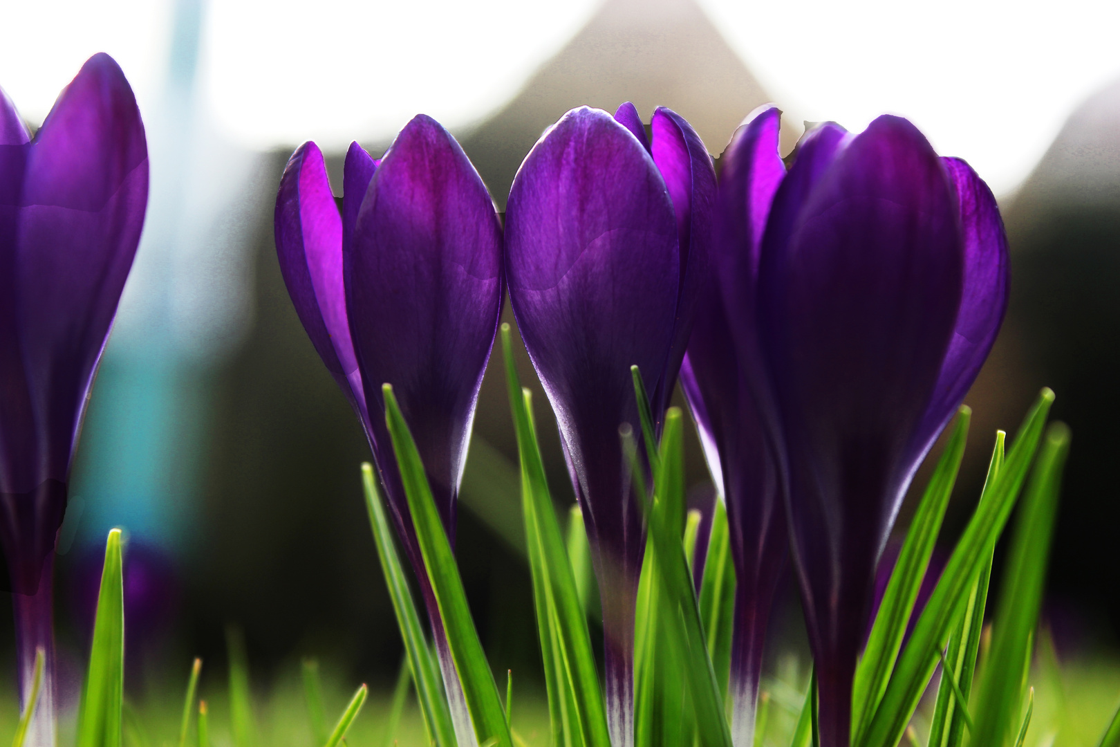 Crocus on a lawn V