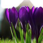 Crocus on a lawn V