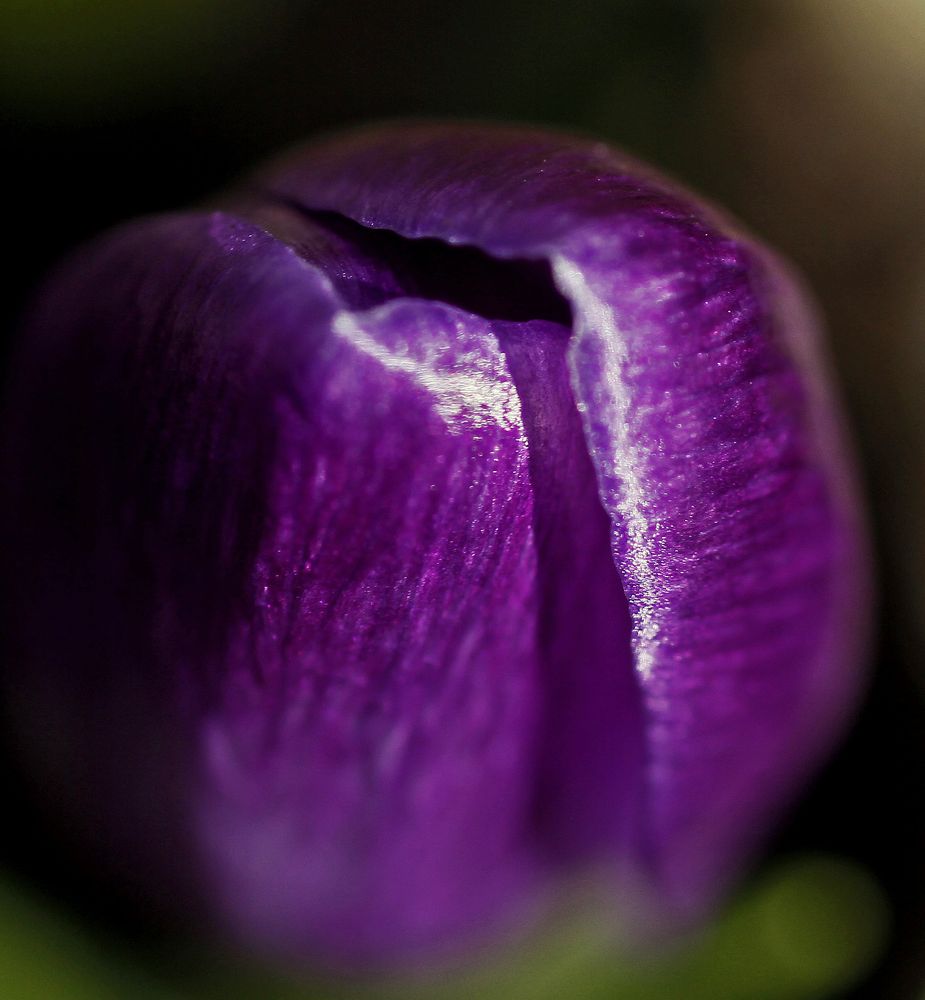 Crocus-petal