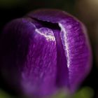 Crocus-petal