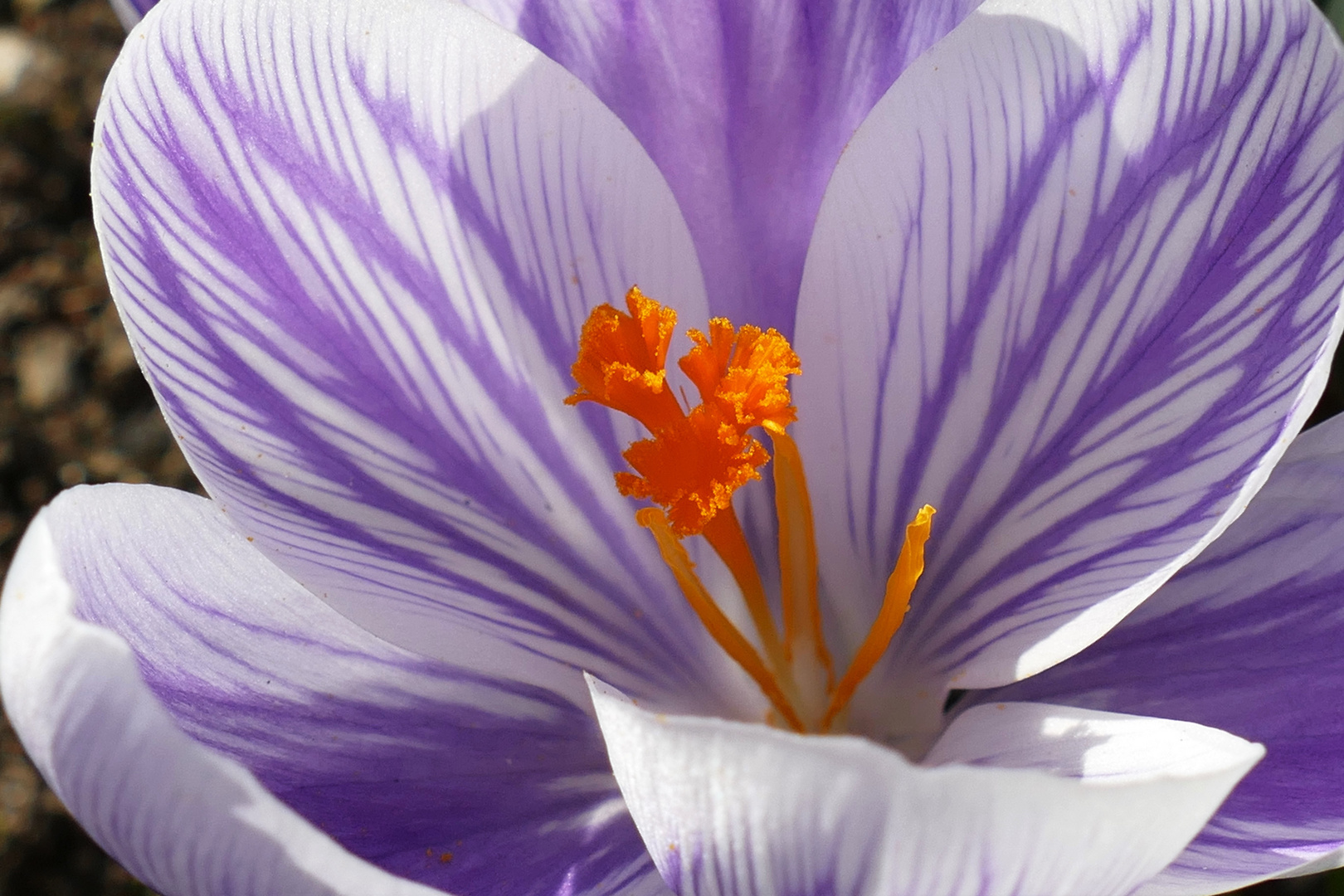 Crocus 'Pickwick'