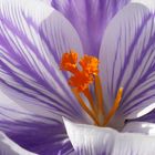 Crocus 'Pickwick'