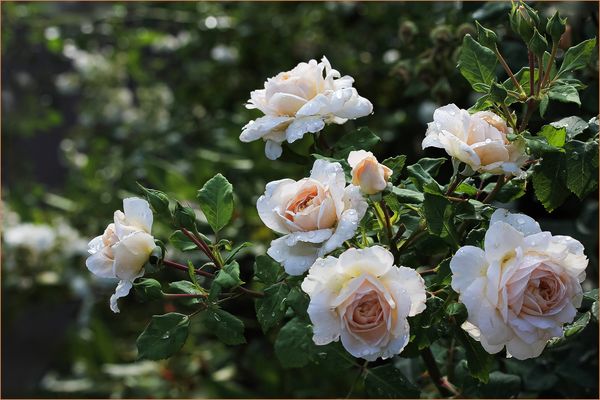 Crocus Rose - 'Emanuel'...