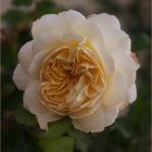 Crocus-rose - noch sind die Tage der Rosen....