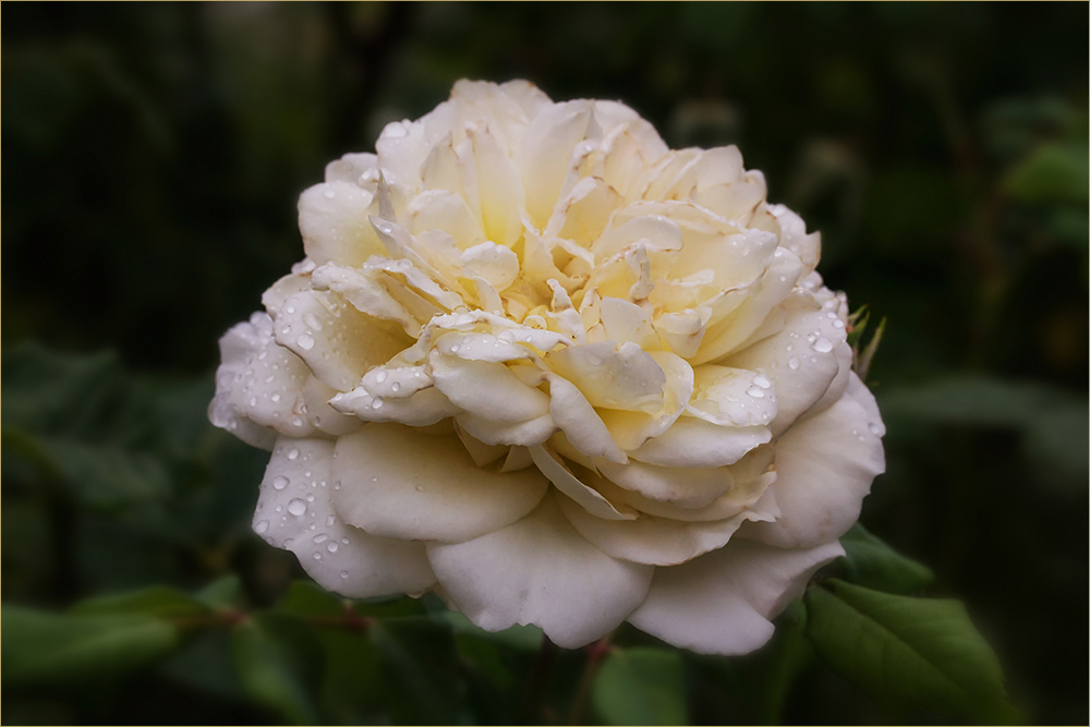 Crocus-Rose oder Emanuele