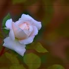 Crocus Rose von David Austin