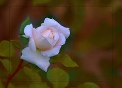 Crocus Rose von David Austin