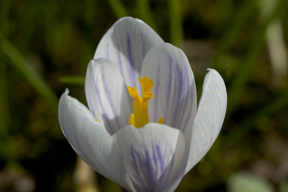 crocus sativus (2)
