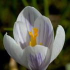 crocus sativus (2)