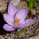 Crocus sativus