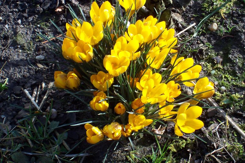 Crocus sativus