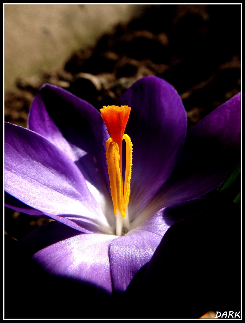 Crocus sativus safran