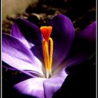 Crocus sativus safran