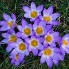 Crocus sieberi