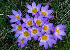 Crocus sieberi