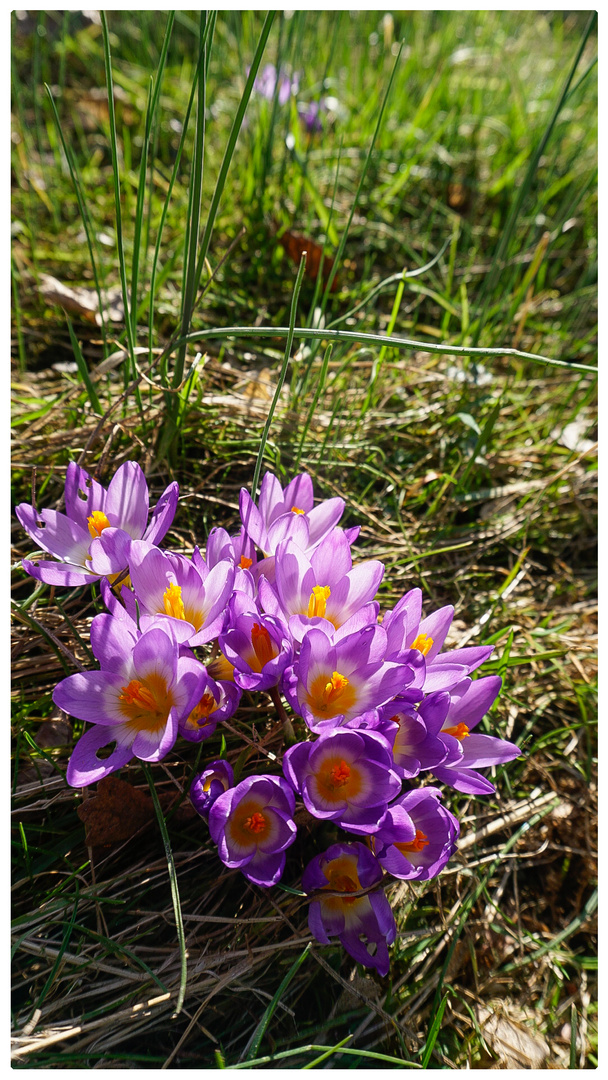 Crocus sieberi