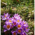 Crocus sieberi