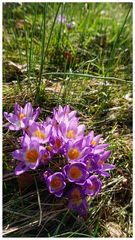 Crocus sieberi