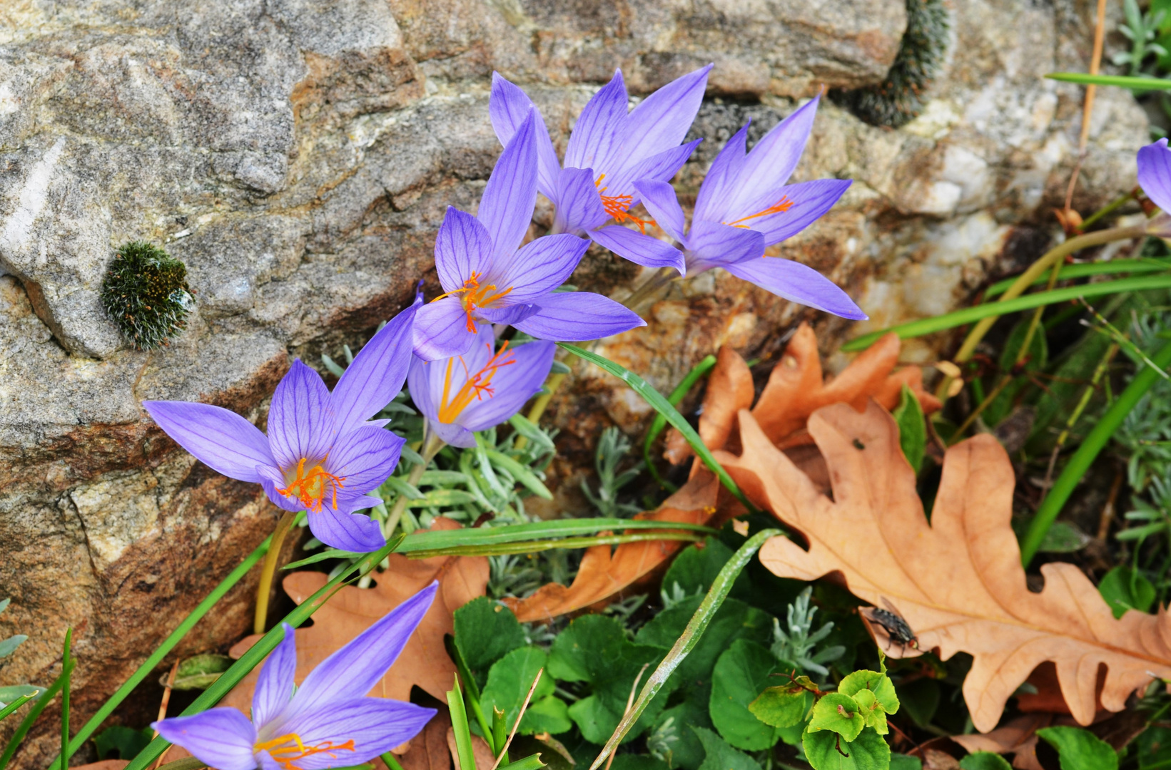 Crocus speciosus