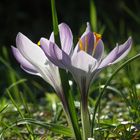 Crocus time