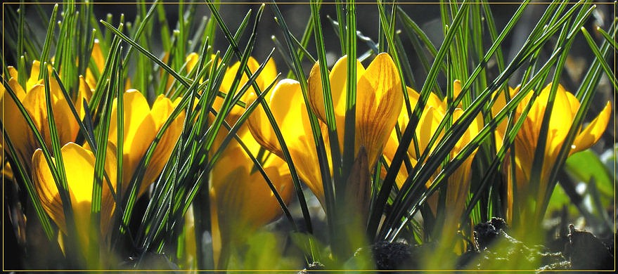 Crocus Time