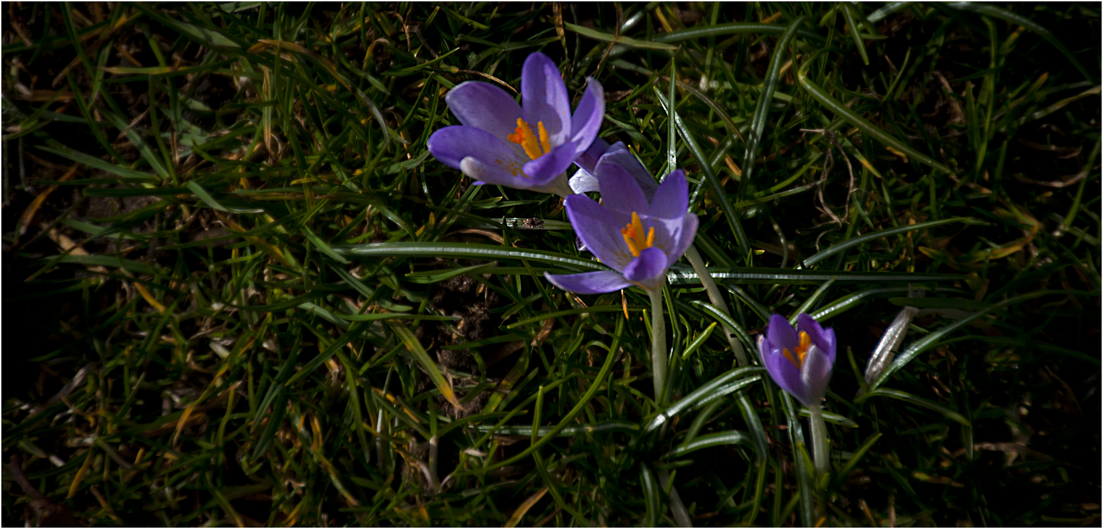 Crocus time