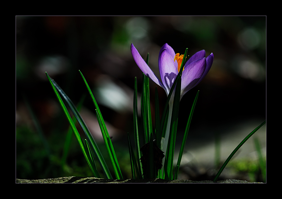 Crocus tommasinianus