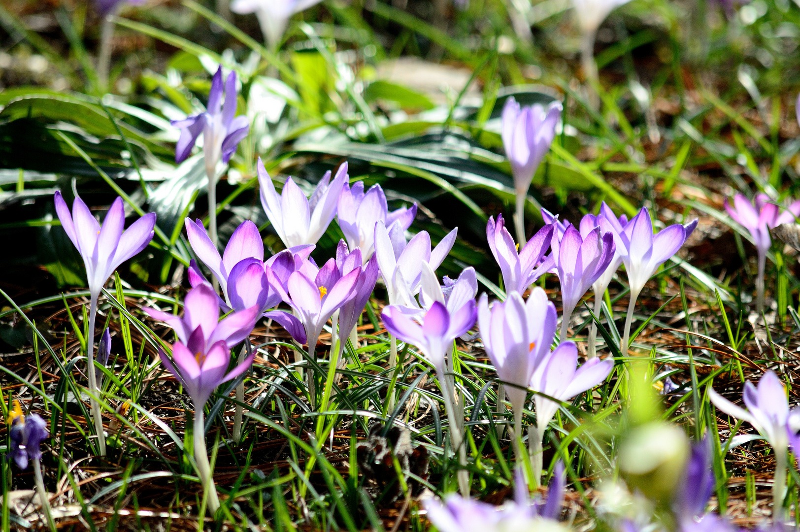 Crocus tommasinianus