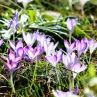 Crocus tommasinianus