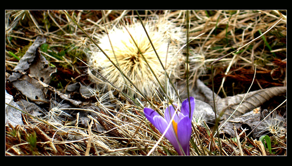 crocus tommasinianus