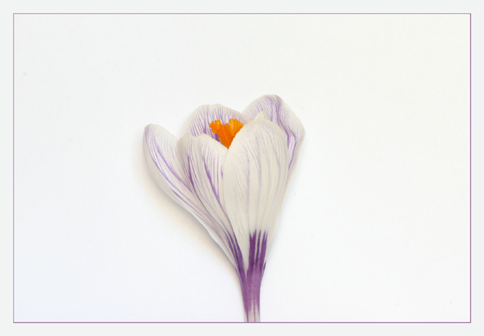 crocus tommasiniaus herb.