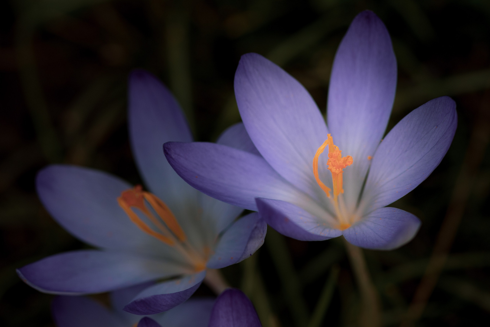 Crocus tommasinius