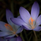 Crocus tommasinius