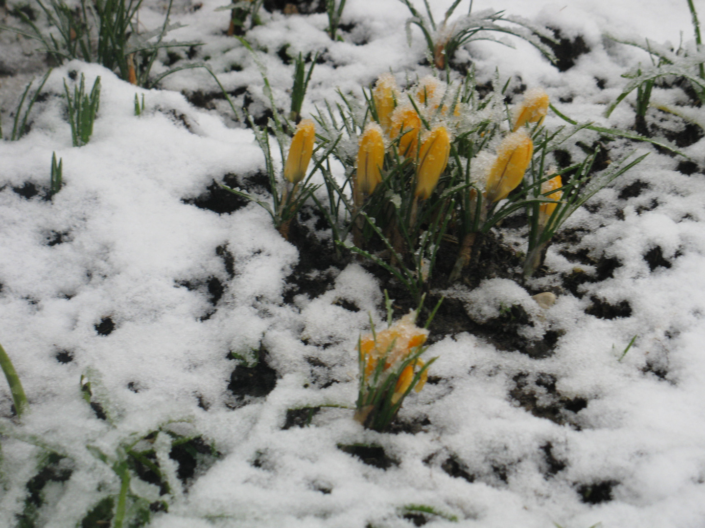 crocus tra la neve fresca