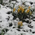 crocus tra la neve fresca