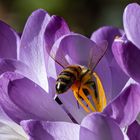 Crocus und Biene