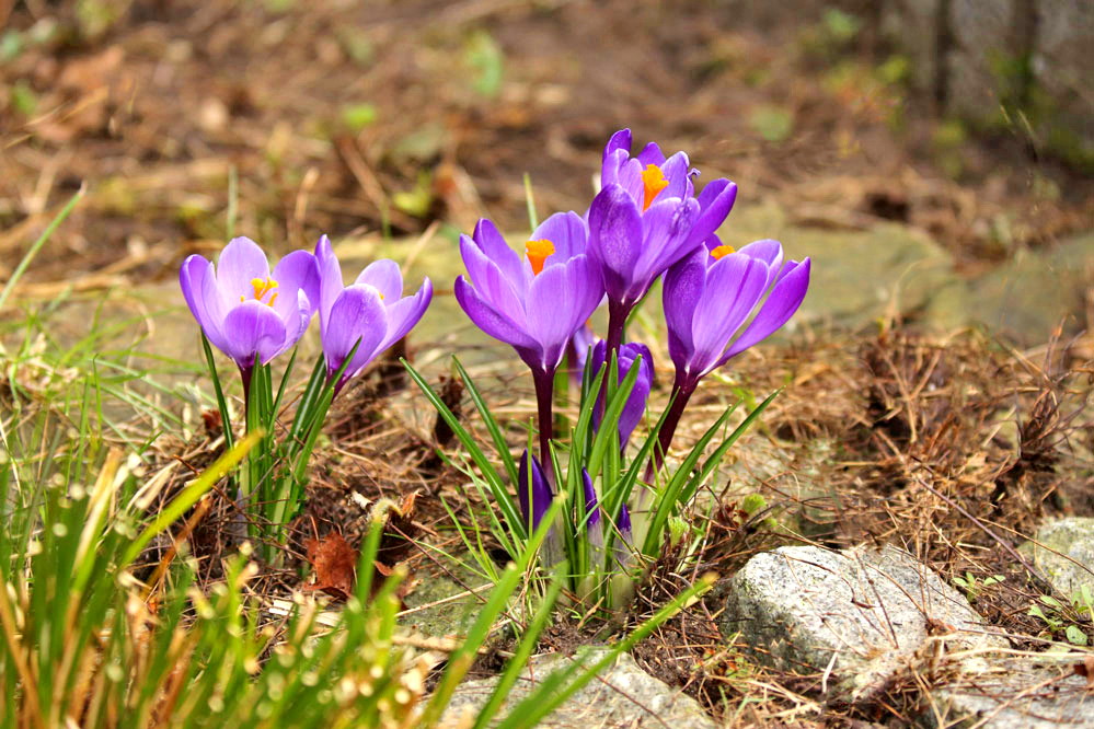 Crocus - und der Frühling kommt doch