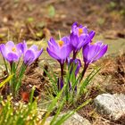 Crocus - und der Frühling kommt doch