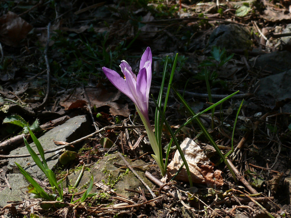 crocus vernum...