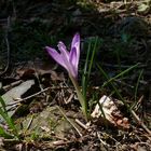 crocus vernum...