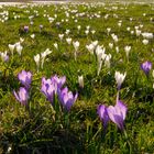 crocus vernus