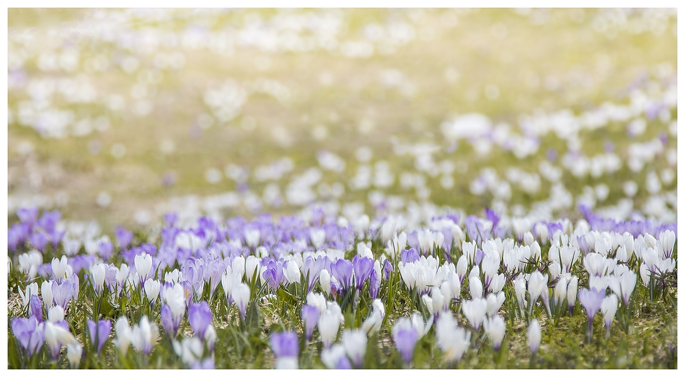 crocus vernus