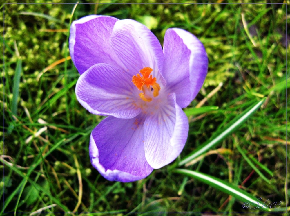 Crocus vernus