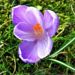 Crocus vernus