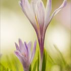 Crocus vernus