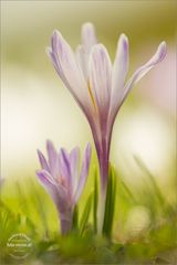 Crocus vernus